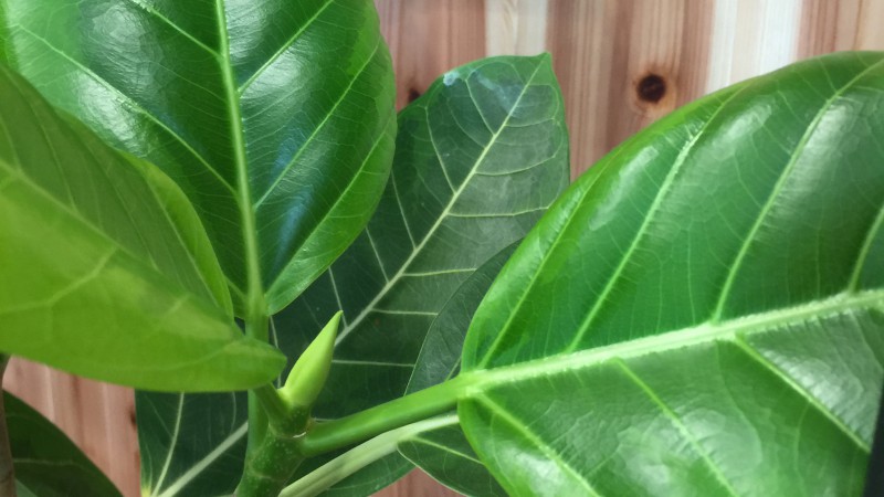 のびるのびーる!