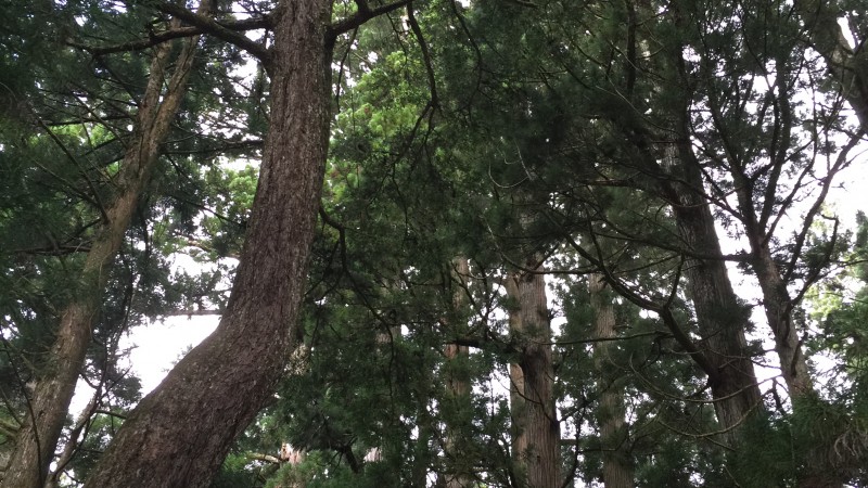 スカイツリー！！