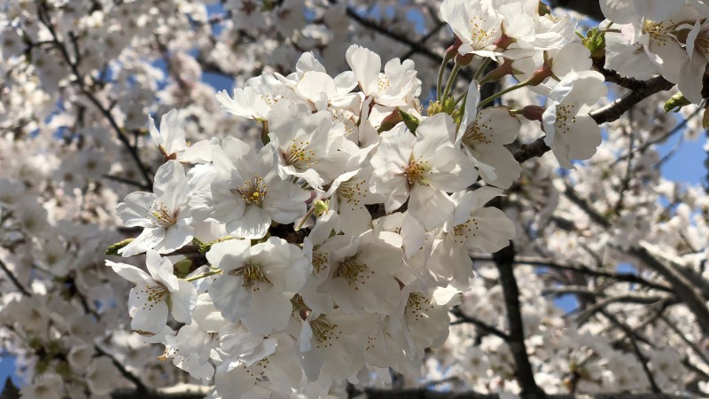 春!🌸満開☺️