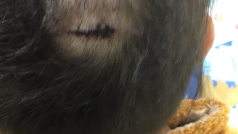 うちの息子、本日