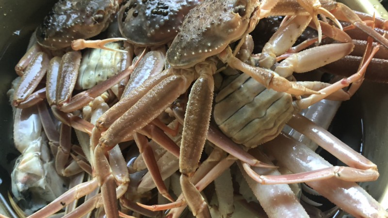 今シーズンは終わりかな〜🤔🦀